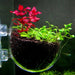 Aquatic Plant Nursery Pot & Cultivation Cup - Aquatic Fish Tank Plant Pot Suction Cup - Gear Elevation