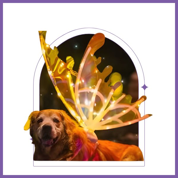 Butterfly Fairy Wings for Dogs - Enchanting Pet Accessory - Gear Elevation