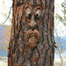 Enchanted Tree Face - Outdoor Tree Amusing Old Man Face Sculpture - Gear Elevation