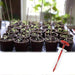 Mini Syringe Seeder - Seed Planter Mini Hand Spreader Garden Seed Planter for Carrot, Lettuce, Grass and Spinach Seed - Gear Elevation