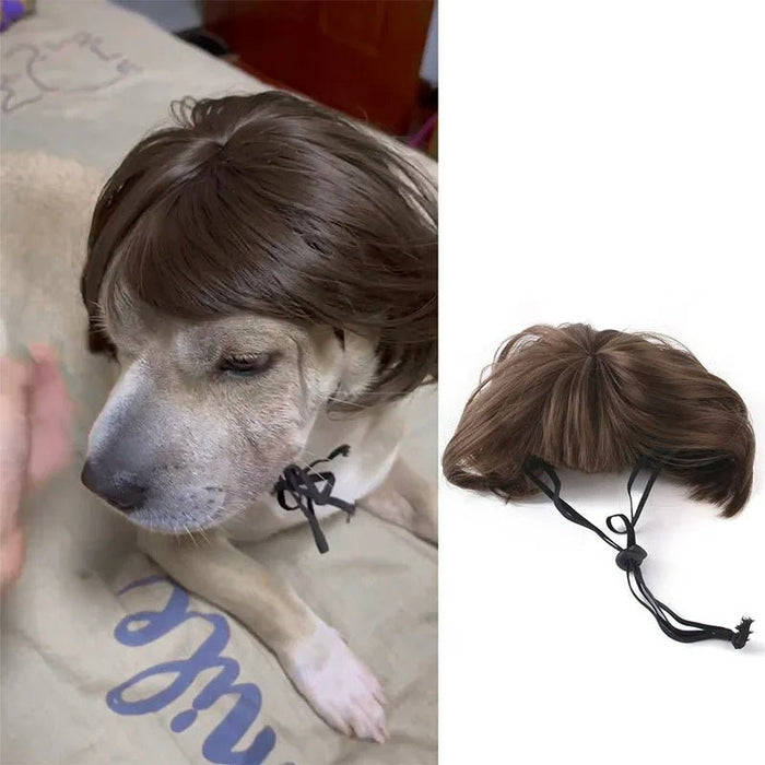 Pet Wigs Cosplay Props - Unleash Their Personality - Gear Elevation