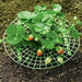 Strawberry Planting Frame - Strawberry Pot Holder Tray Adjustable Strawberry Support Stand Plant Climbing Frame Preservative Tool - Gear Elevation